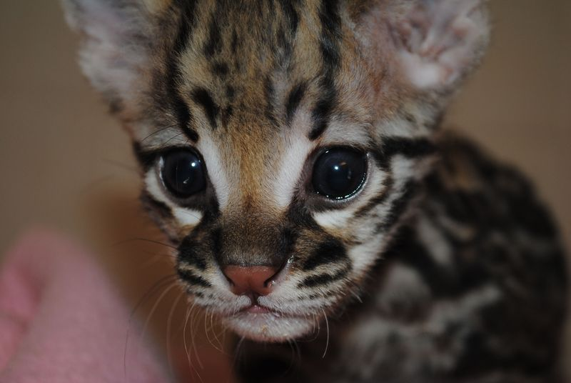 Illustration for article titled Important Developments in Cuteness: Ocelot Kitten